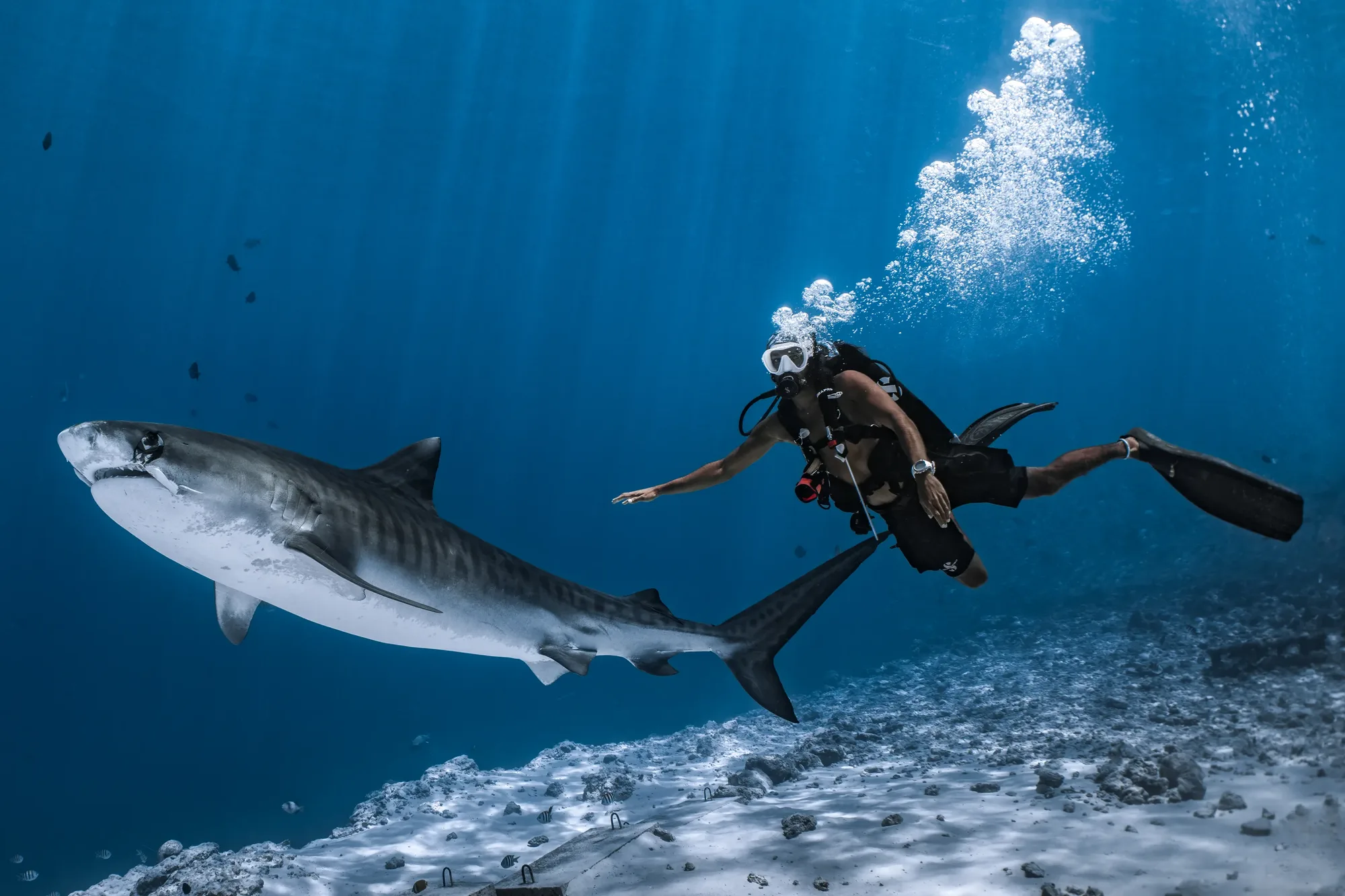 Diving Fuvahmulah in Summer: The Low Season Secret