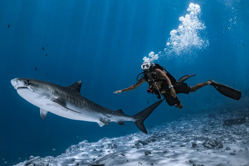 Diving Fuvahmulah in Summer: The Low Season Secret