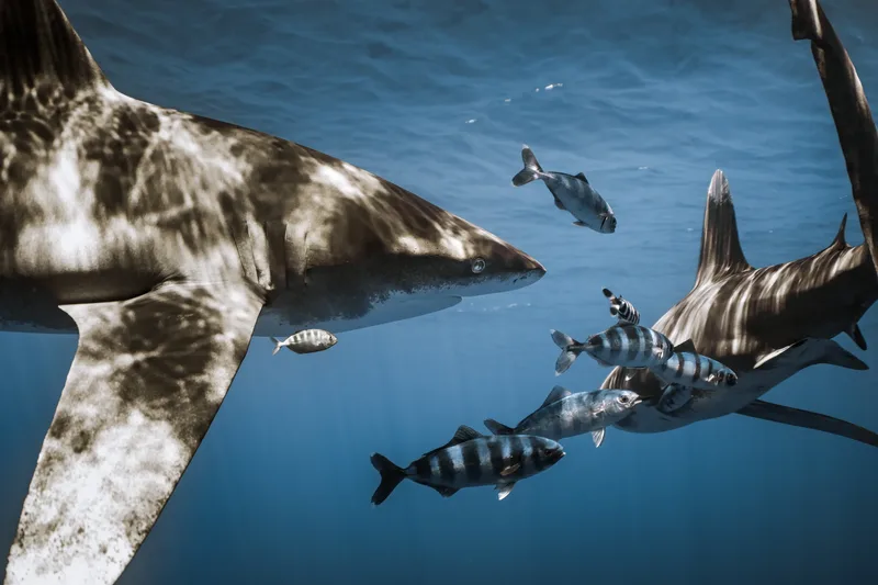 Liveaboard vs Fuvahmulah: Where the Maldives' Big-Animal Diving Actually Is