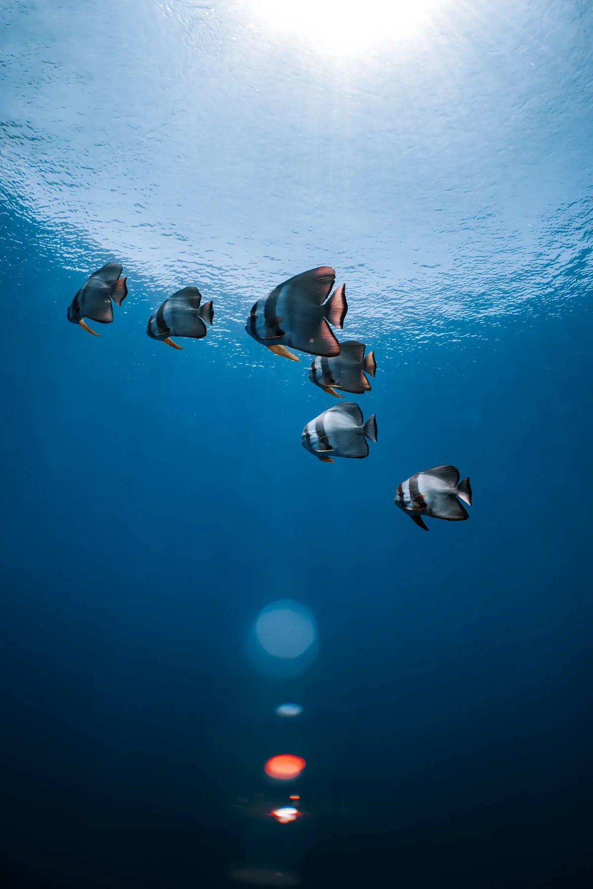 The drop-off — Farikede, Fuvahmulah underwater photography by Sina Ritter