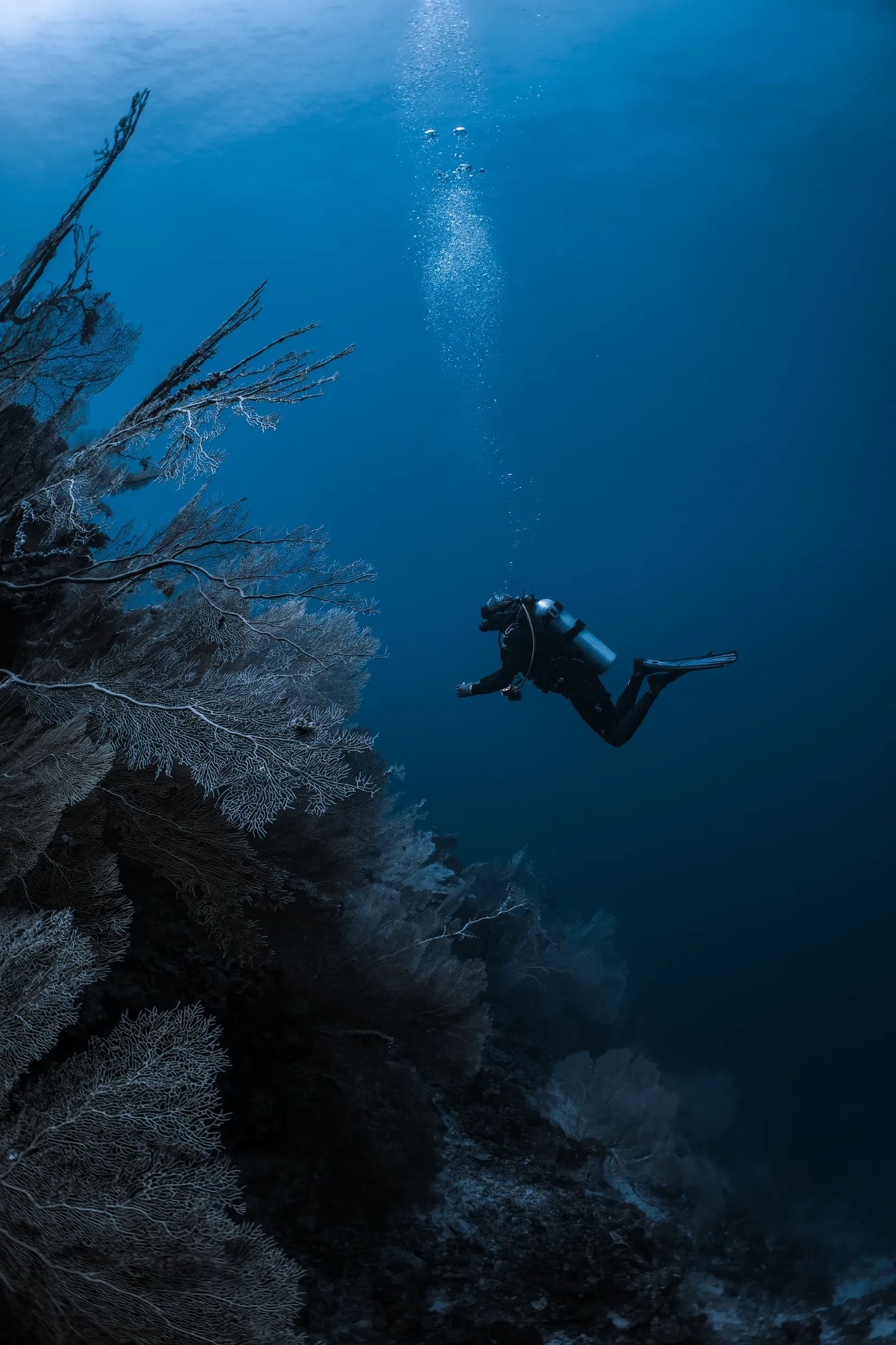 Rivethi Falhagando (Sea Fan)