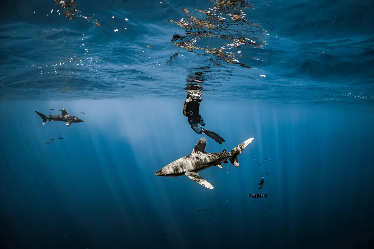 Underwater pelagic scene Fuvahmulah Maldives