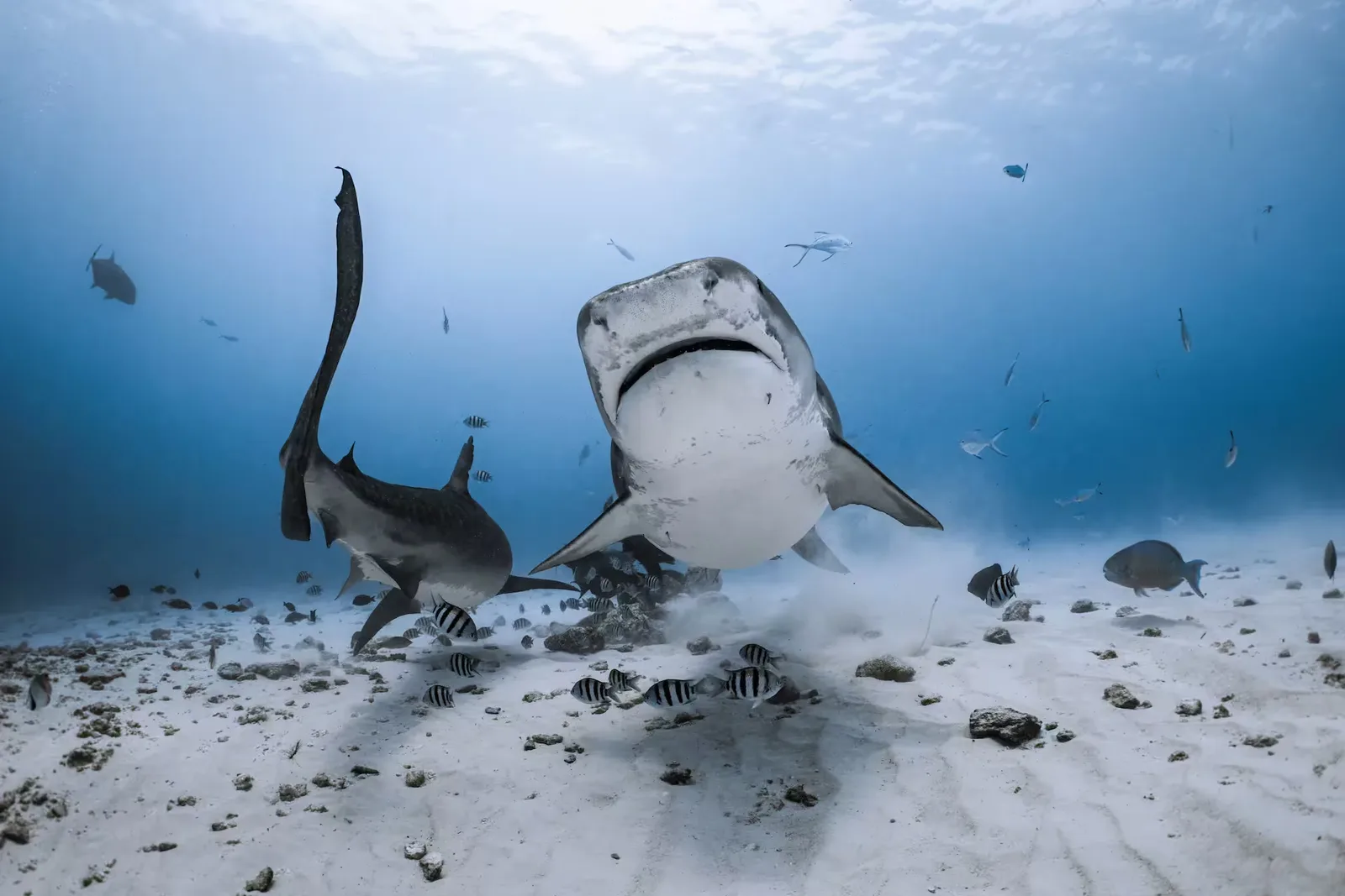 Diver with tiger sharks in Fuvahmulah