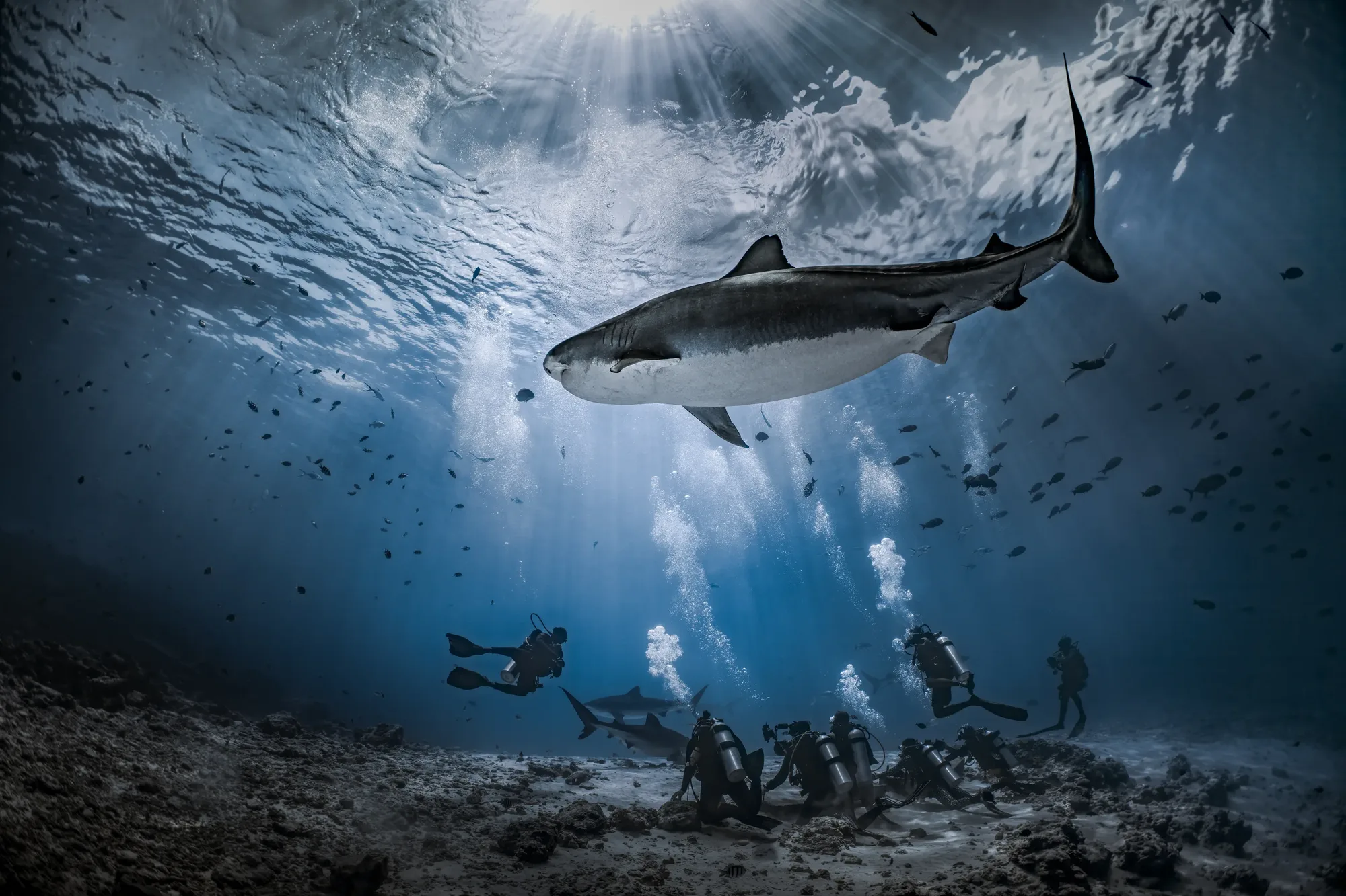 Fuvahmulah underwater scene Liquid Shark Divers