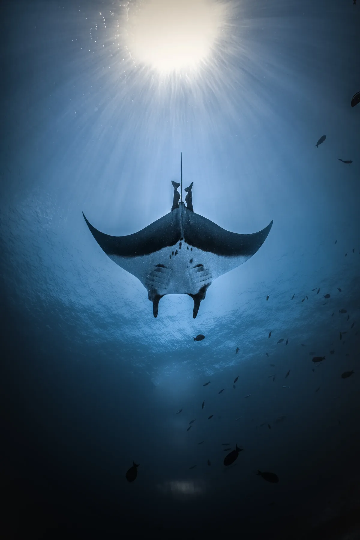 Blue hour — Ganbithe Faro, Fuvahmulah underwater photography by Sina Ritter
