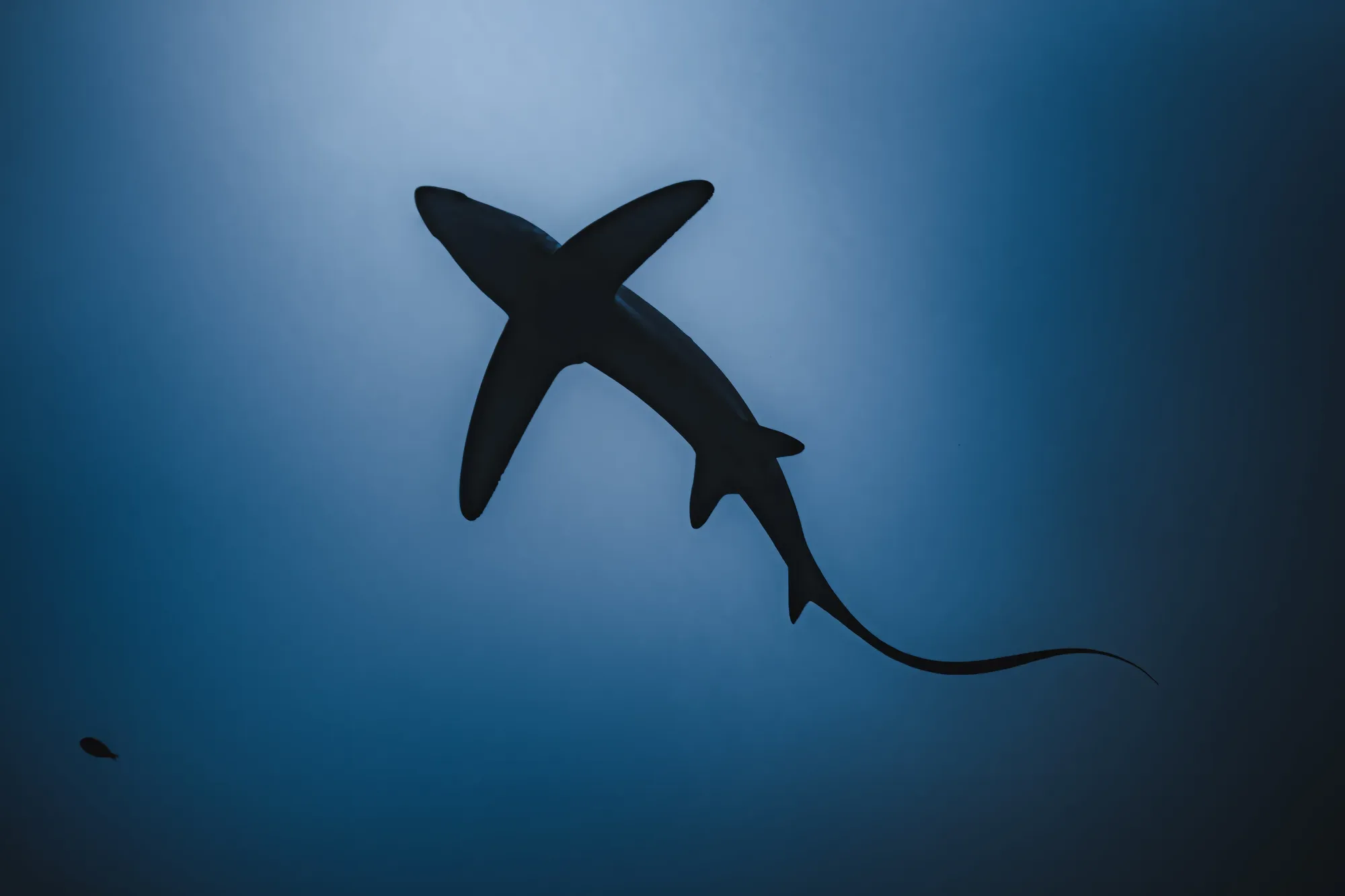 Pelagic thresher shark with long curved tail emerging from blue water at Thoondu cleaning station, Fuvahmulah Maldives. Photo by Sina Ritter