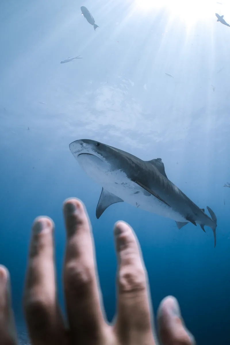 Learn to Dive in the Maldives: Why Fuvahmulah Beats the Resort Pool