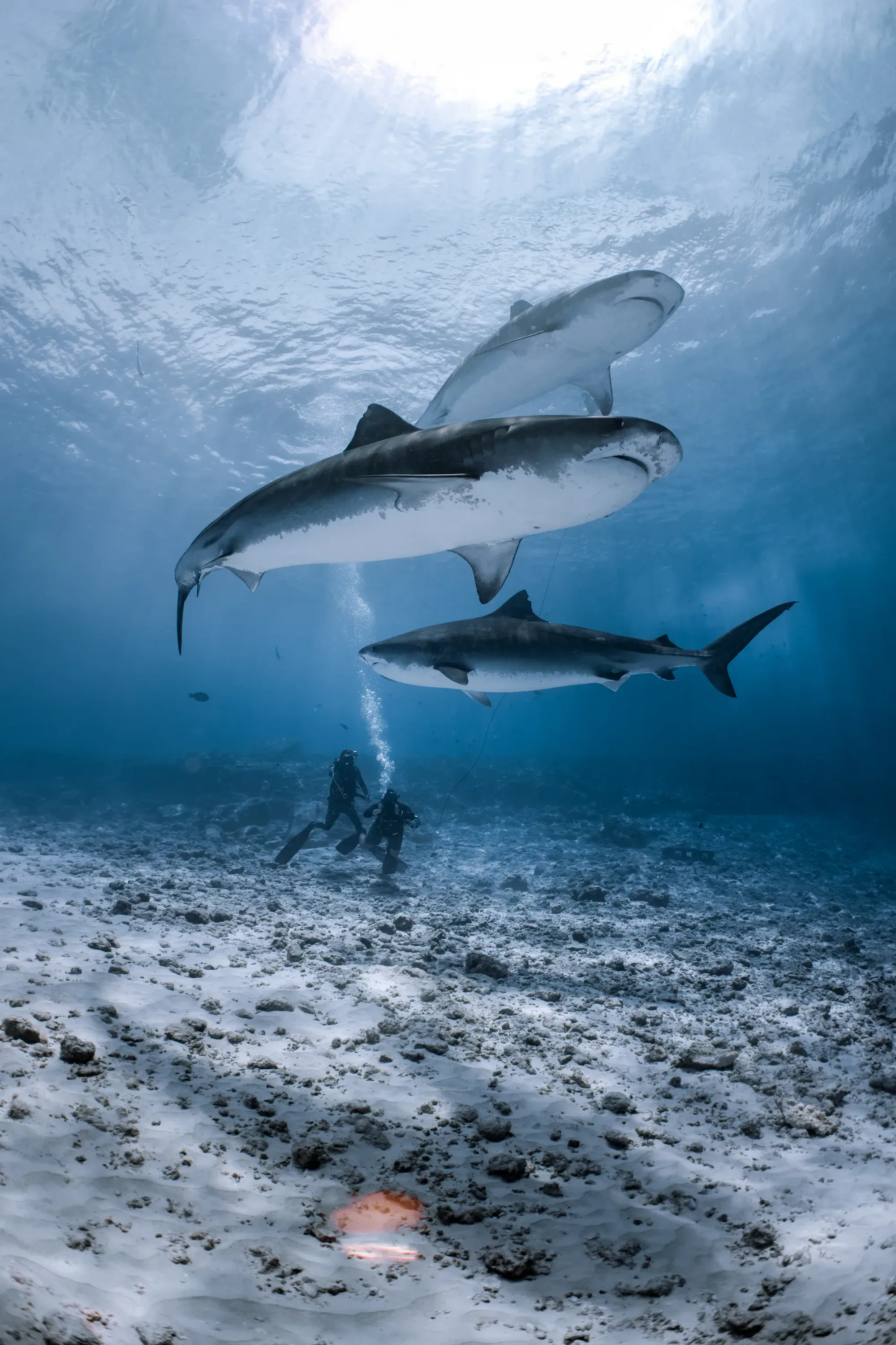 Tiger shark at Tiger Harbour, Fuvahmulah, Maldives