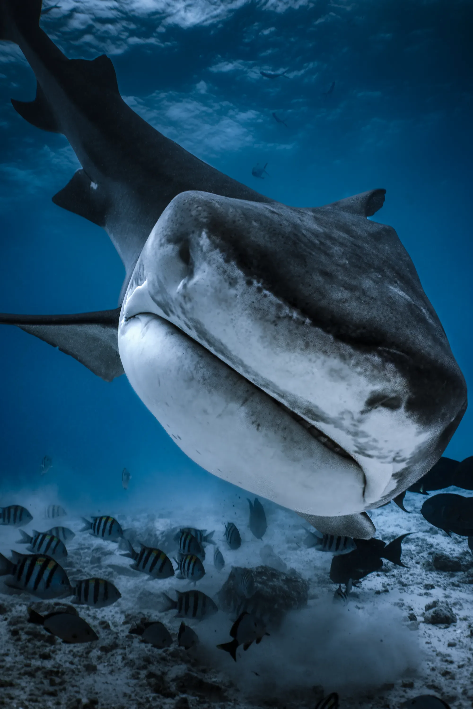 Fuvahmulah vs Tiger Beach: An Honest Tiger Shark Comparison