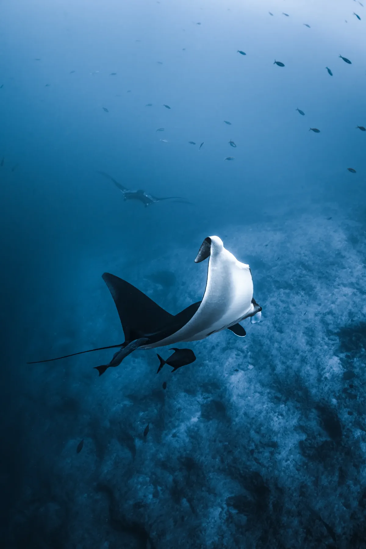Pelagic marine life encounter Fuvahmulah