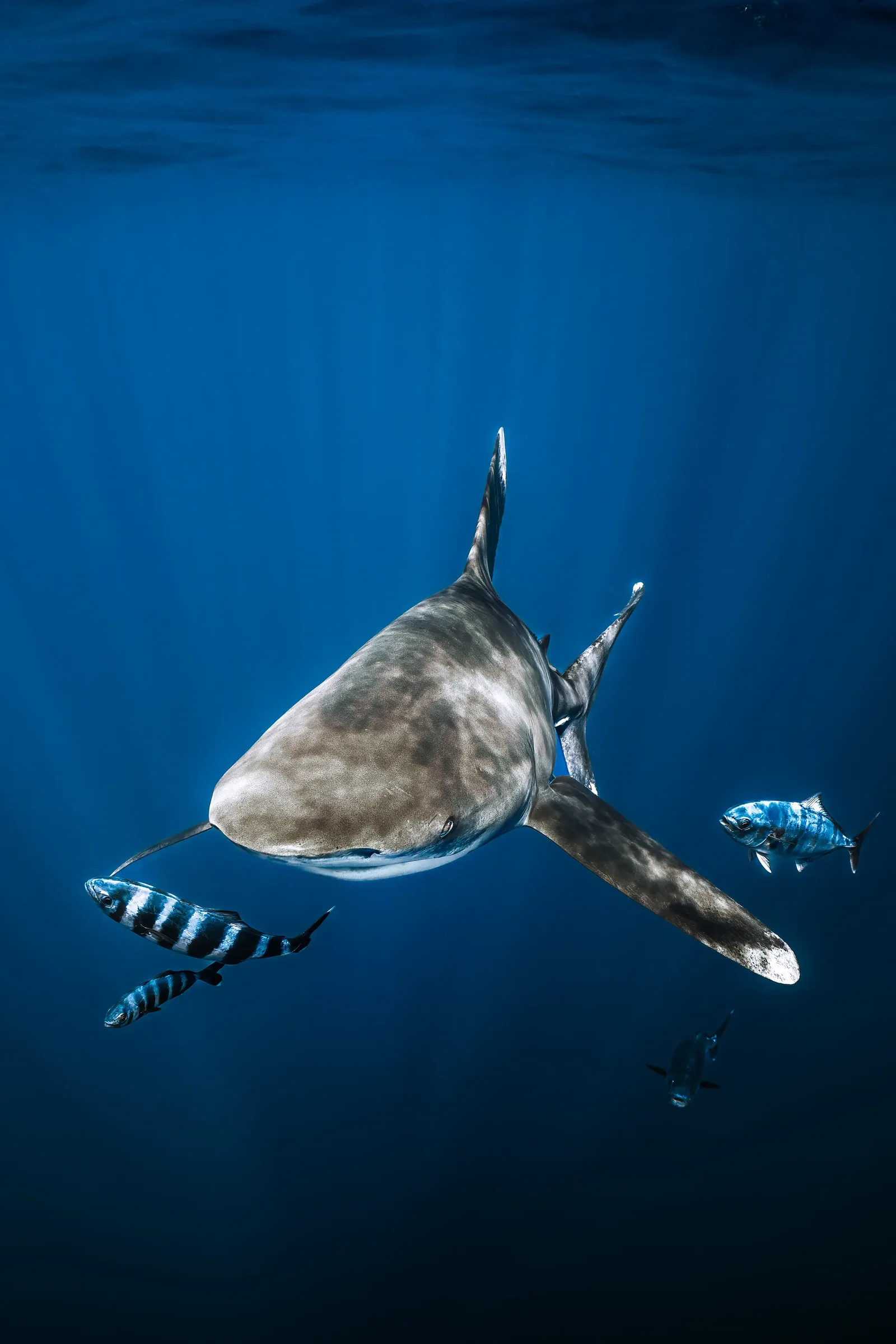 10 Nights 23 Dives - Gallery image 3