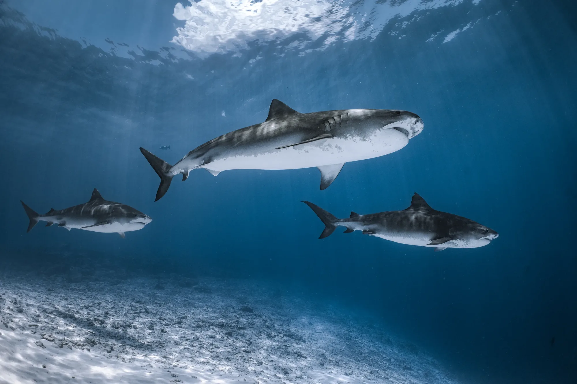 Liquid Shark Divers Fuvahmulah team and tiger shark diving