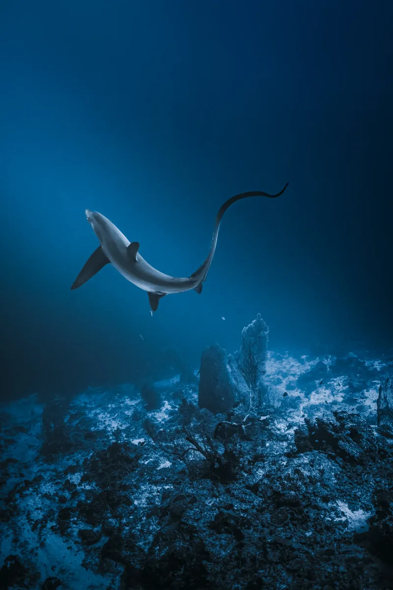 Shark Diving Safety Tips: The Exact Protocol We Dive By