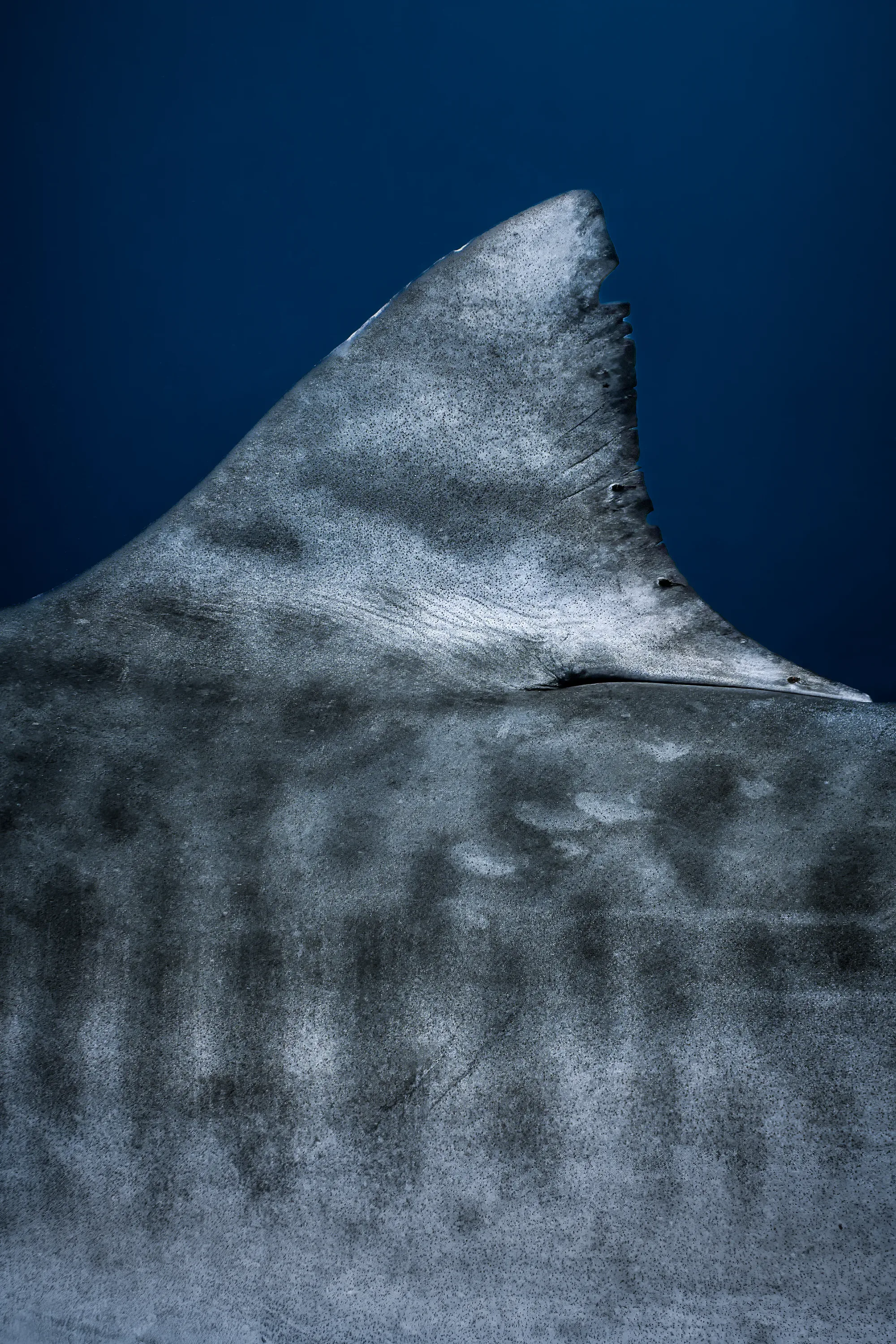 Why Does Fuvahmulah Have So Many Tiger Sharks? The Science, Explained