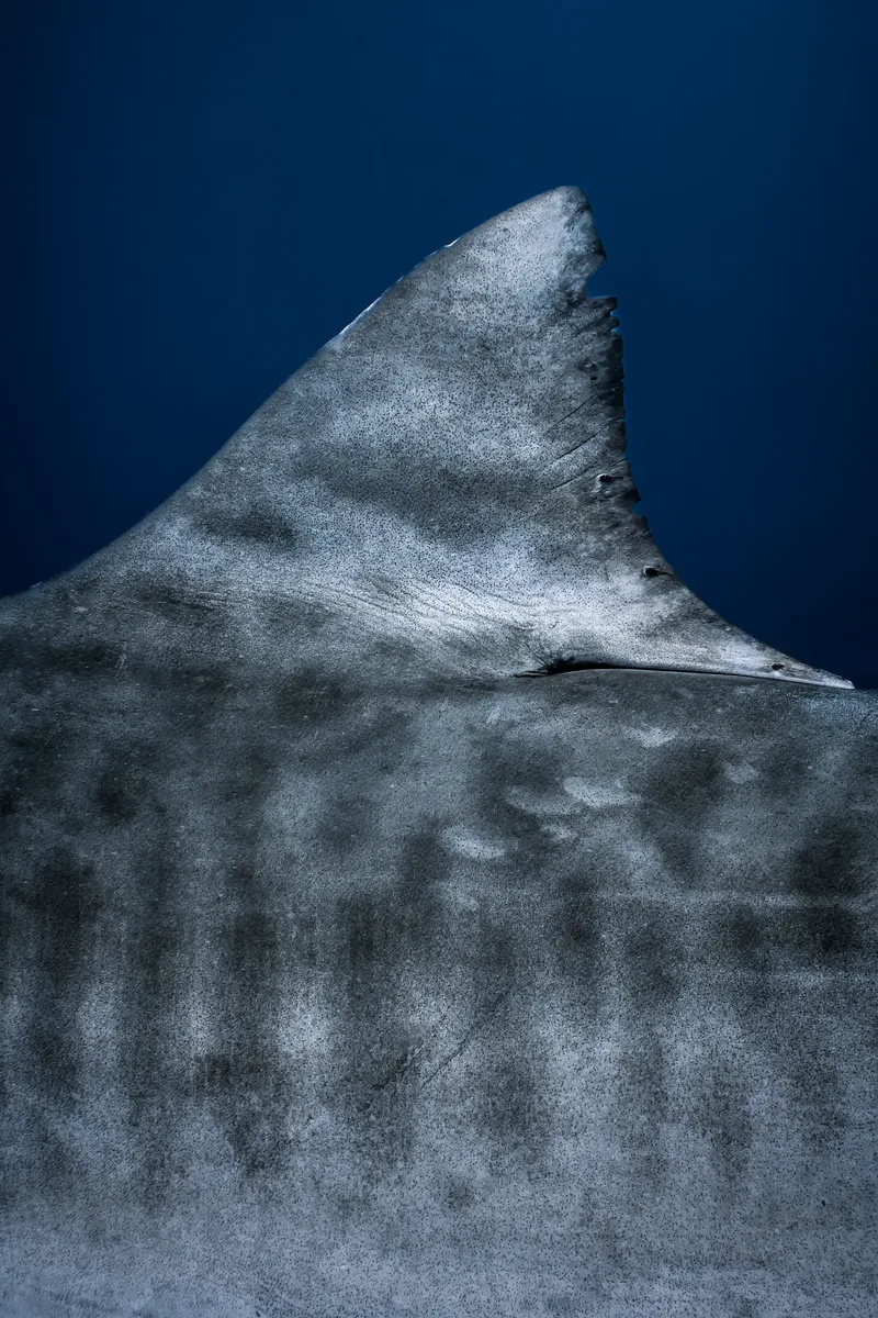 Why Does Fuvahmulah Have So Many Tiger Sharks? The Science, Explained
