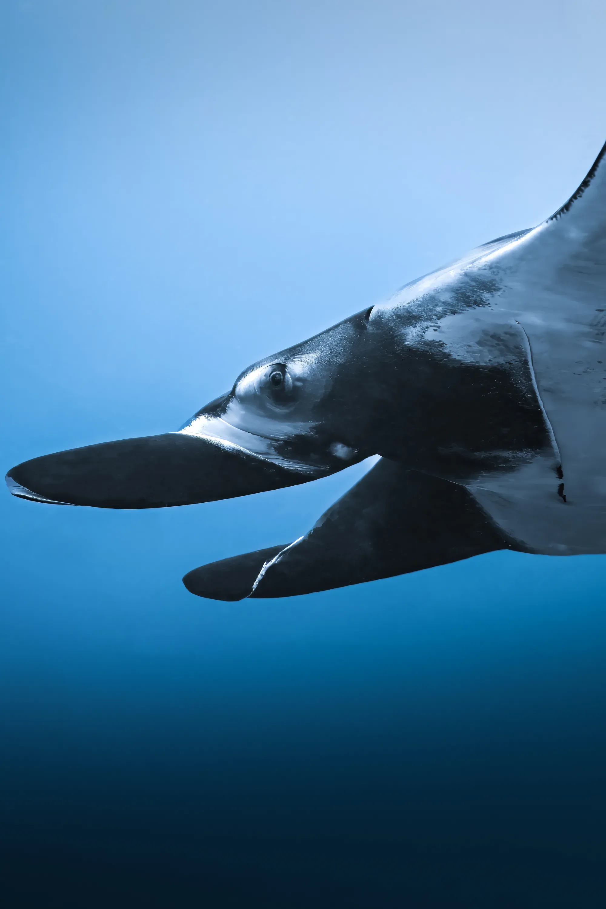 Fuvahmulah Dive Trip Planner: 5, 7 and 10-Day Itineraries With Real Costs