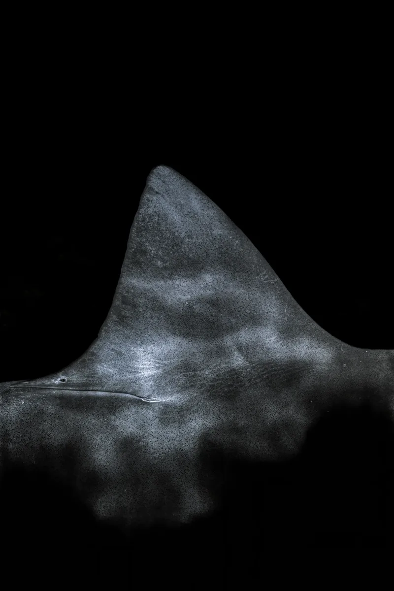 Are Sharks Dangerous to Divers? What the Data Actually Shows