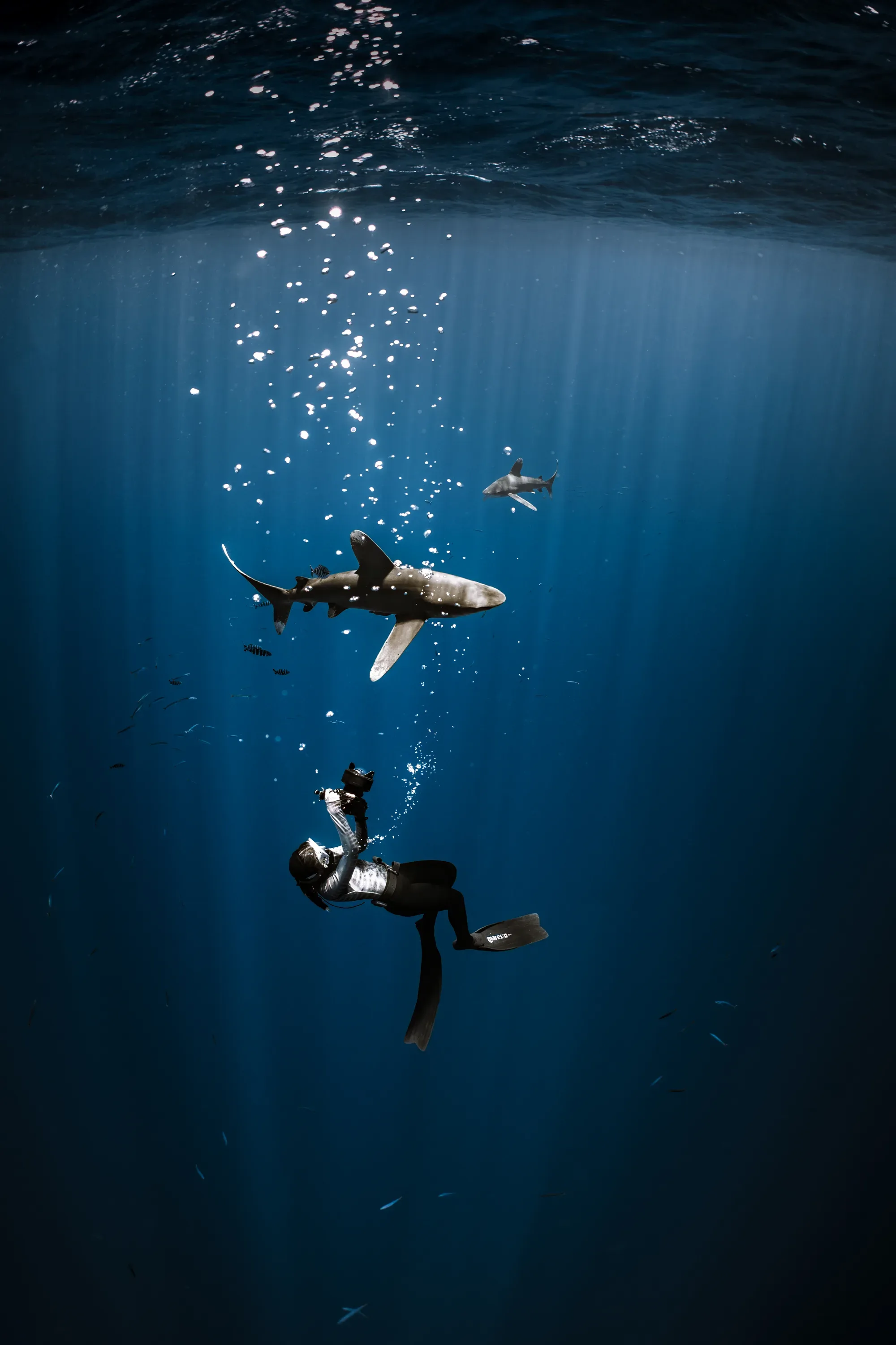 Best Camera Settings for Underwater Photography: The Cheat Sheet That Works