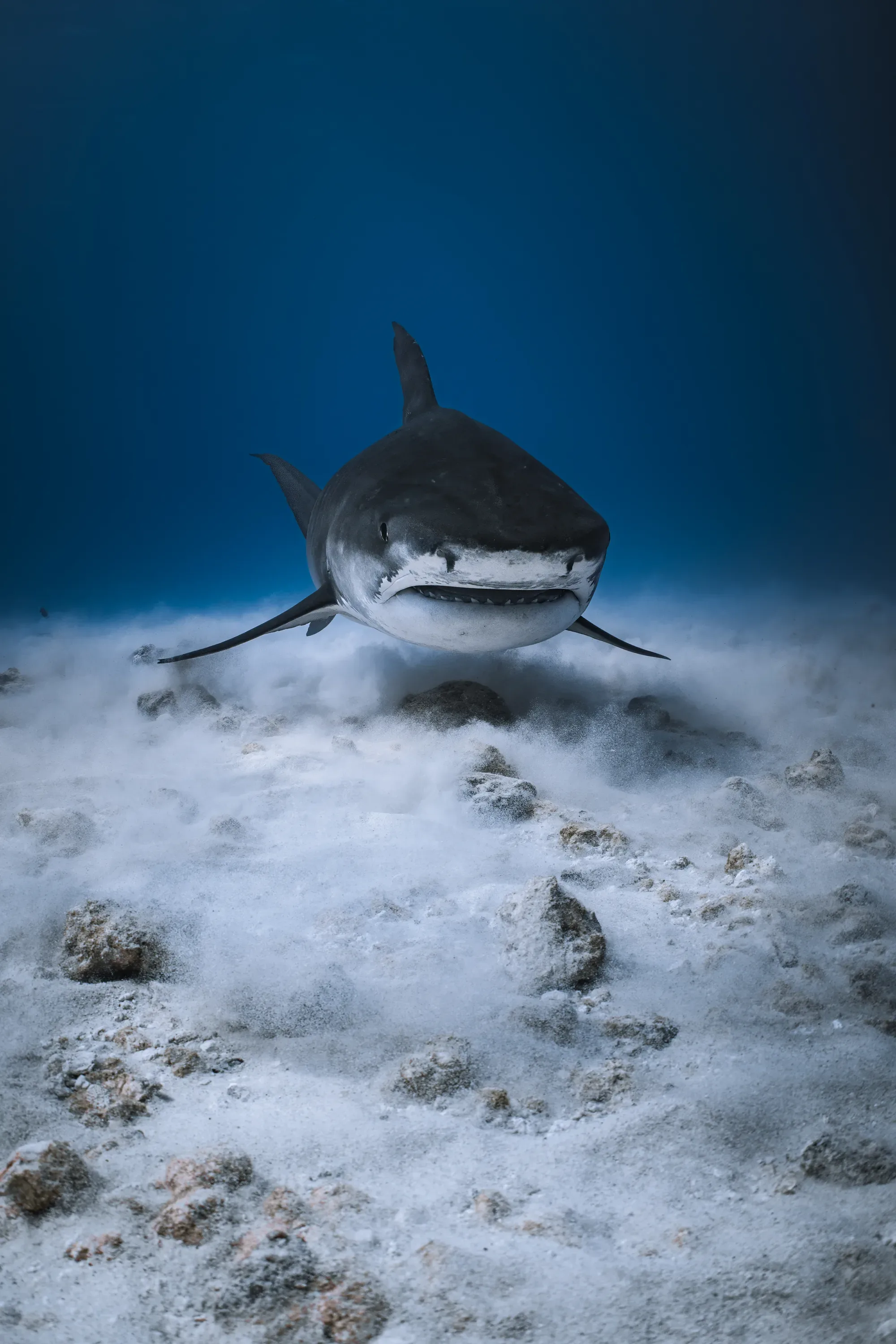 What Does a Safety Diver Actually Do on a Tiger Shark Dive?