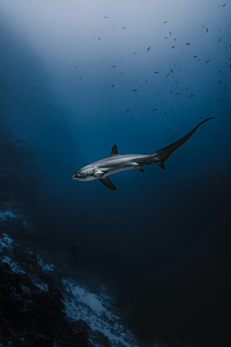 Thresher Shark Photography: Mastering the Dawn Light