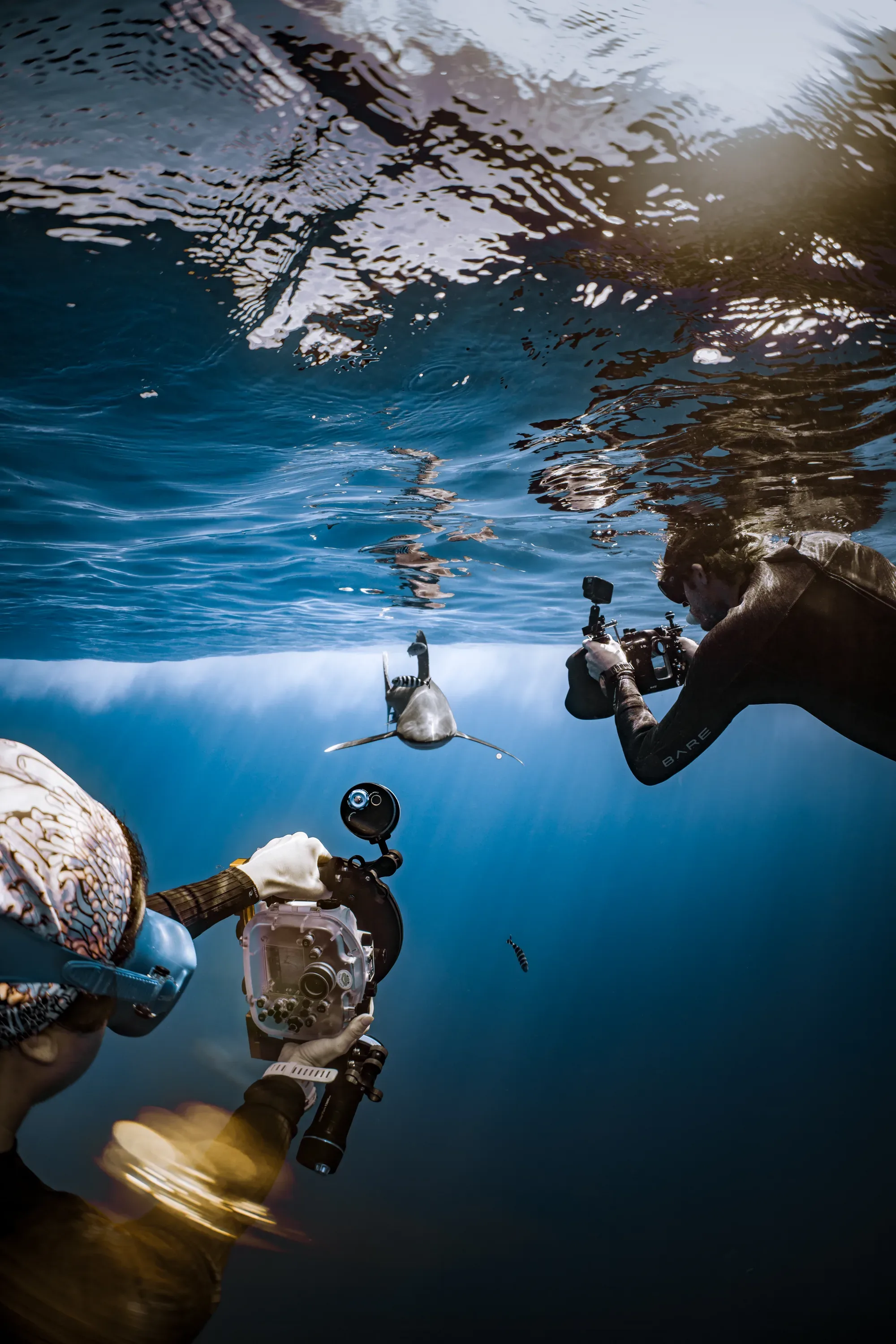Diver with tiger sharks in Fuvahmulah