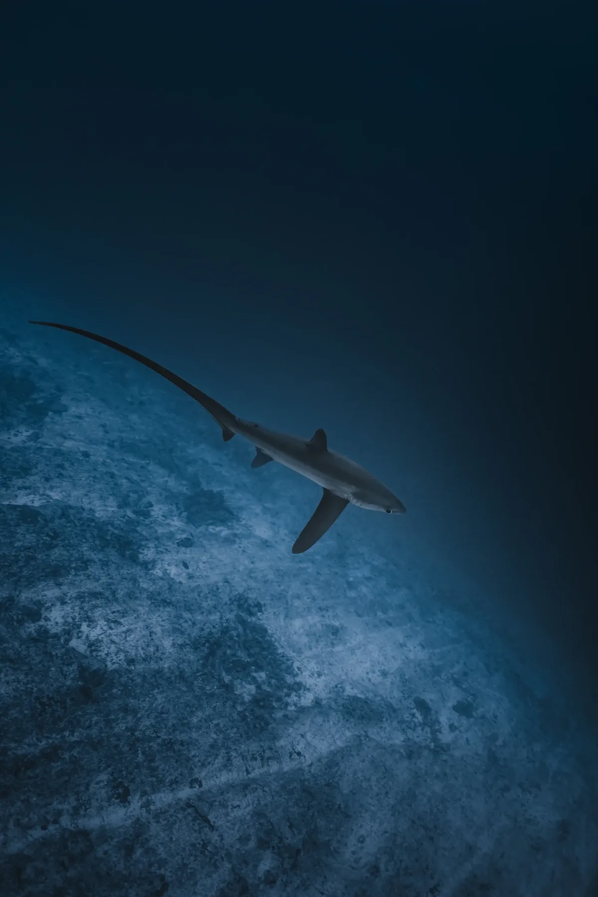 Thresher shark silhouette showing long tail fin Fuvahmulah