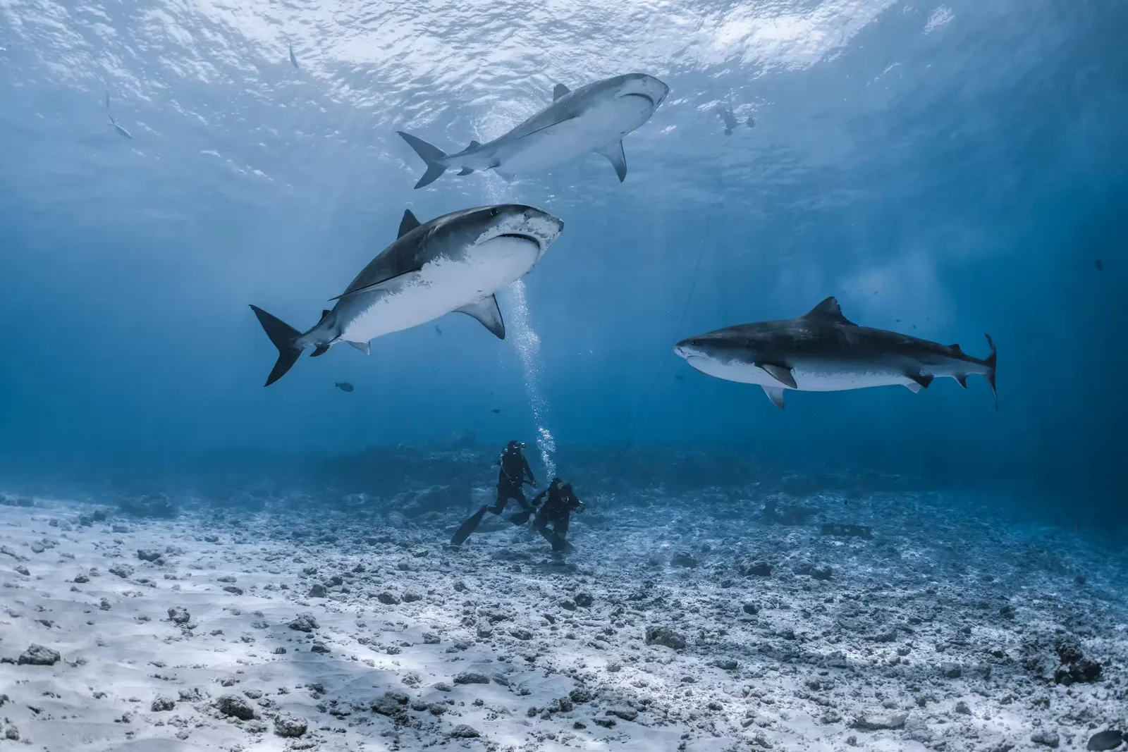 Pelagic encounter while diving in Fuvahmulah