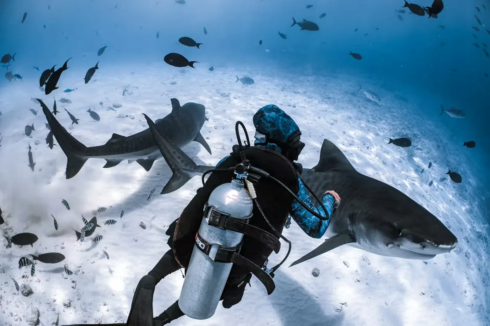 Underwater scene at a Fuvahmulah dive site