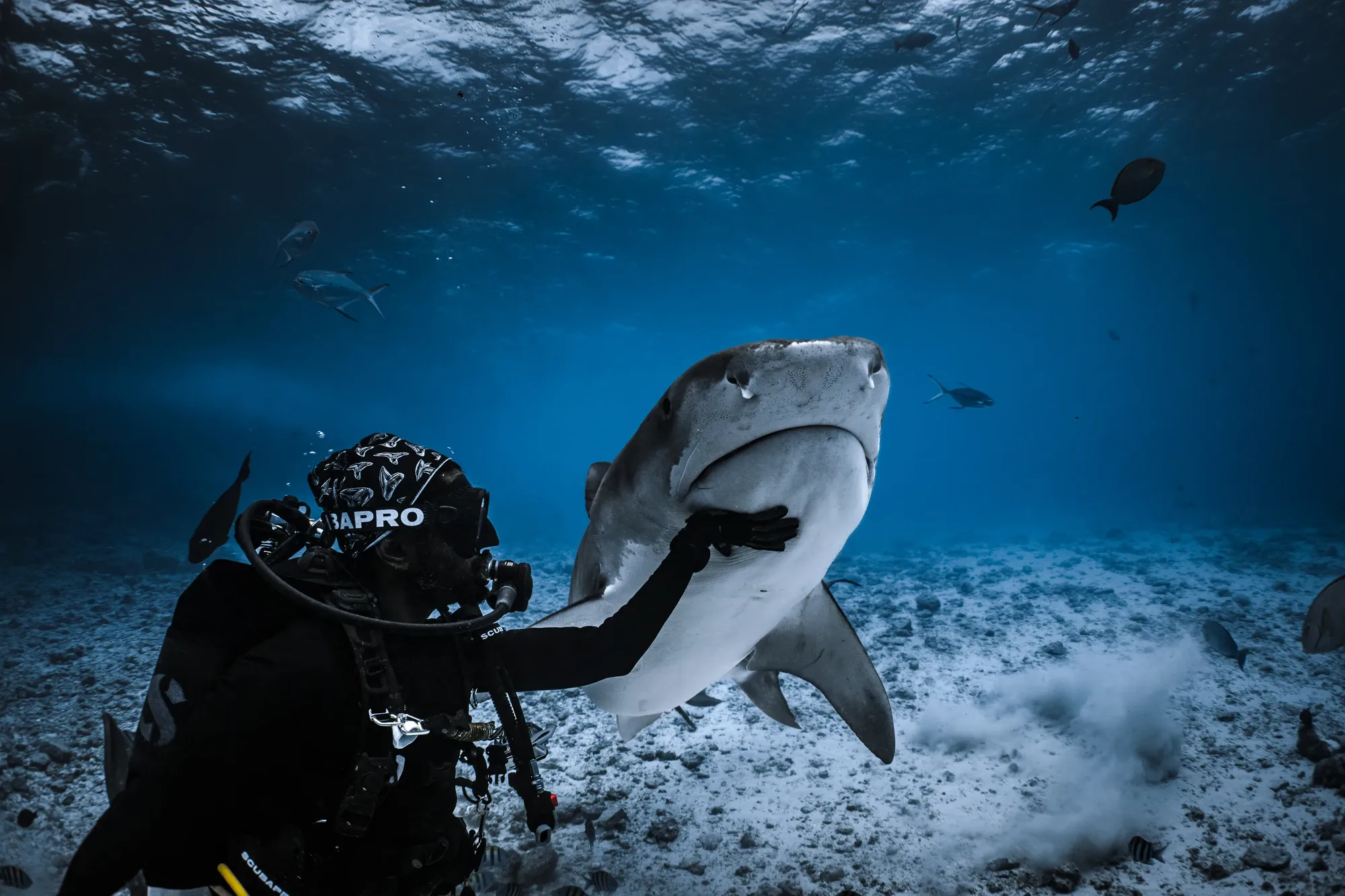 Freediving With Tiger Sharks: One Breath in Fuvahmulah