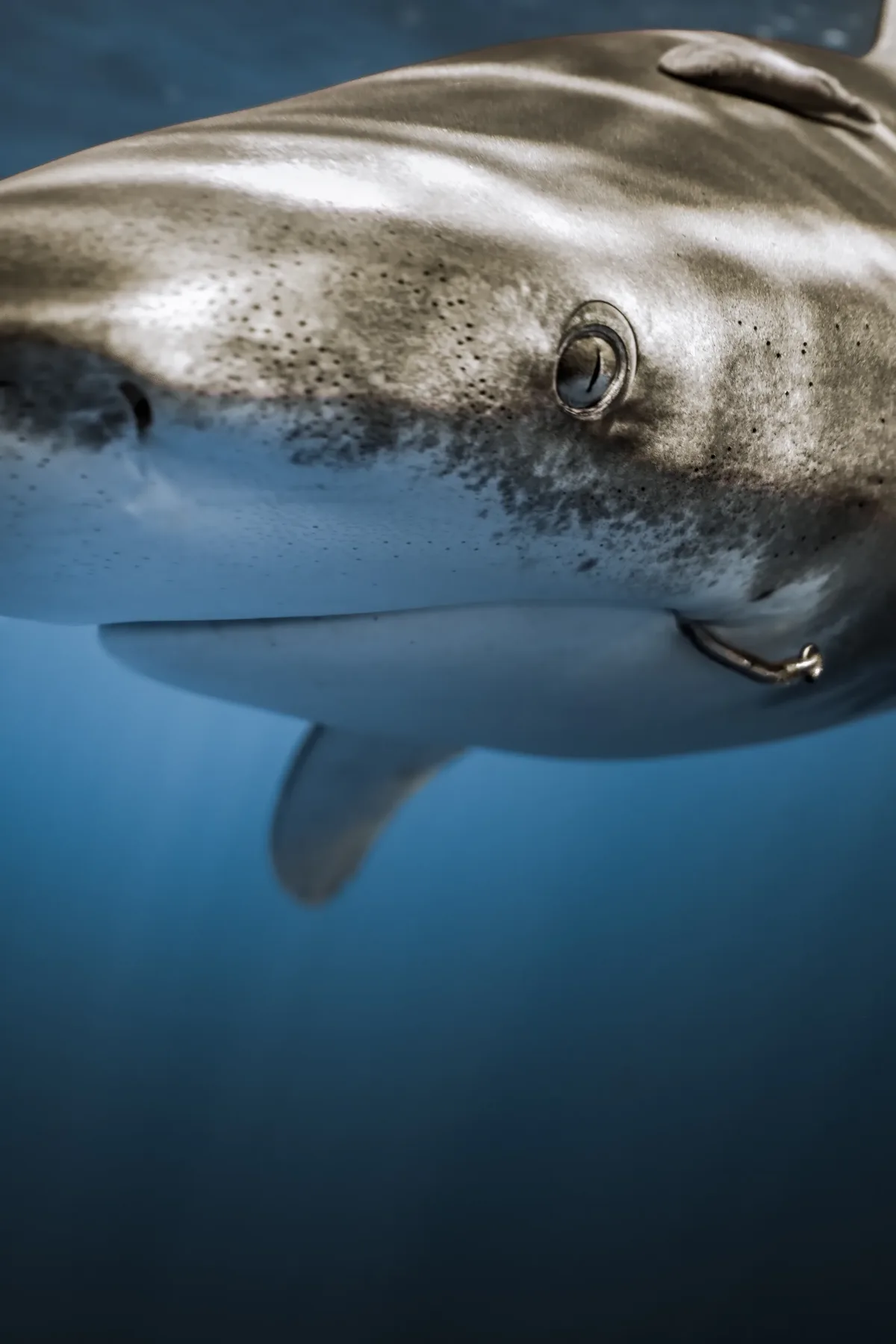Dawn light — Farikede, Fuvahmulah underwater photography by Sina Ritter