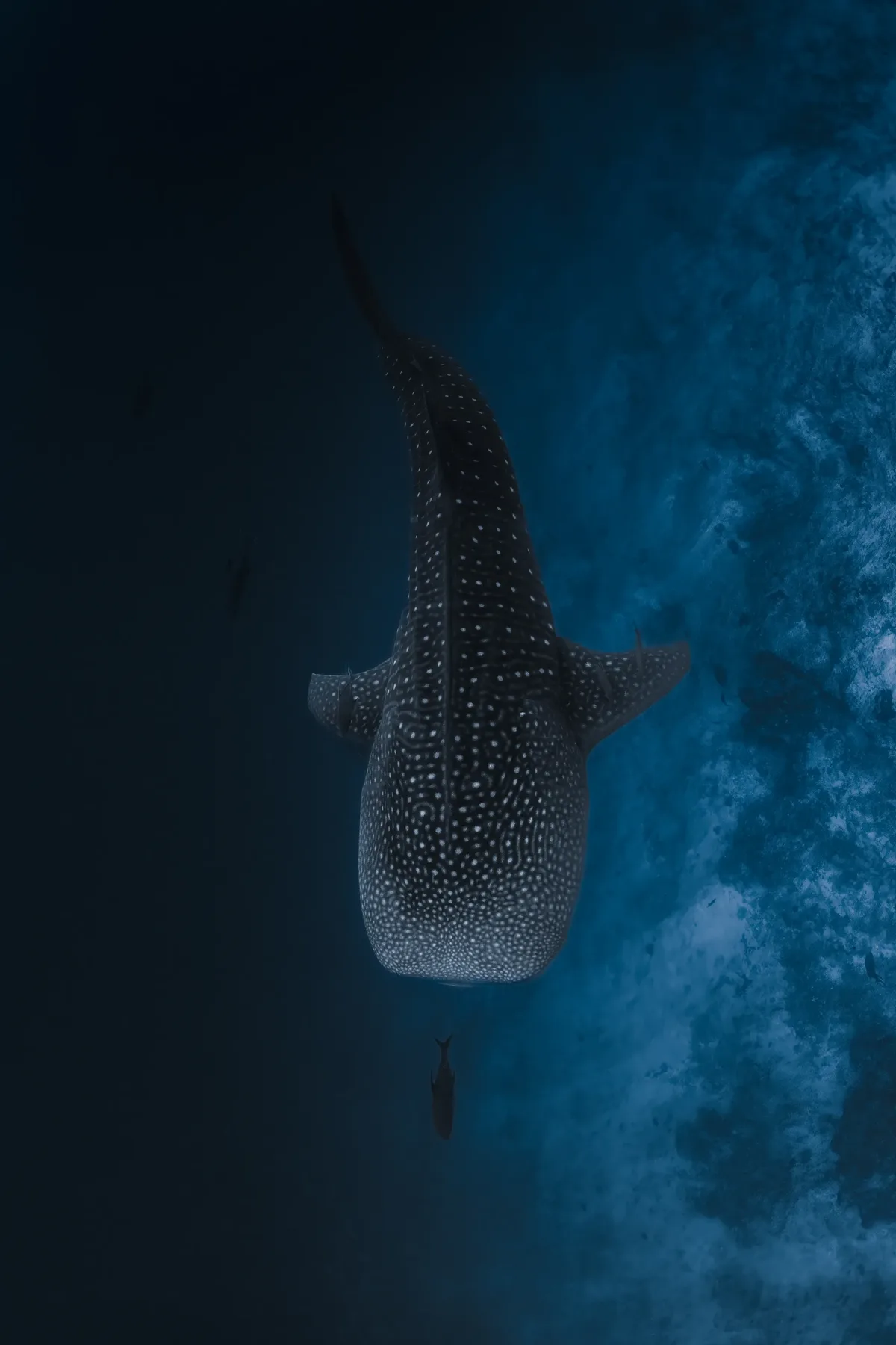 Cleaning station — Kudhu Falhagando, Fuvahmulah underwater photography by Sina Ritter