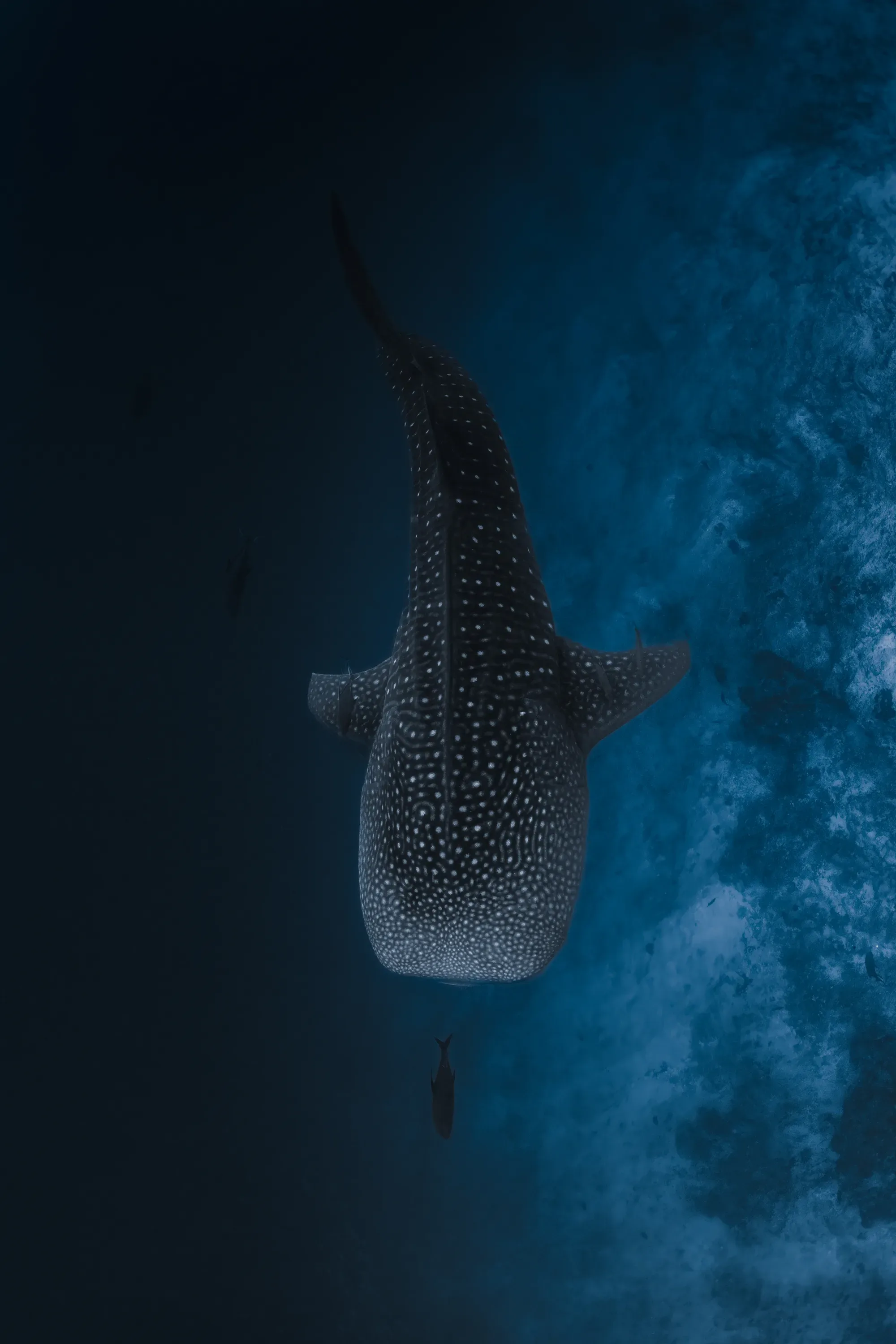 Pelagic encounter while diving in Fuvahmulah