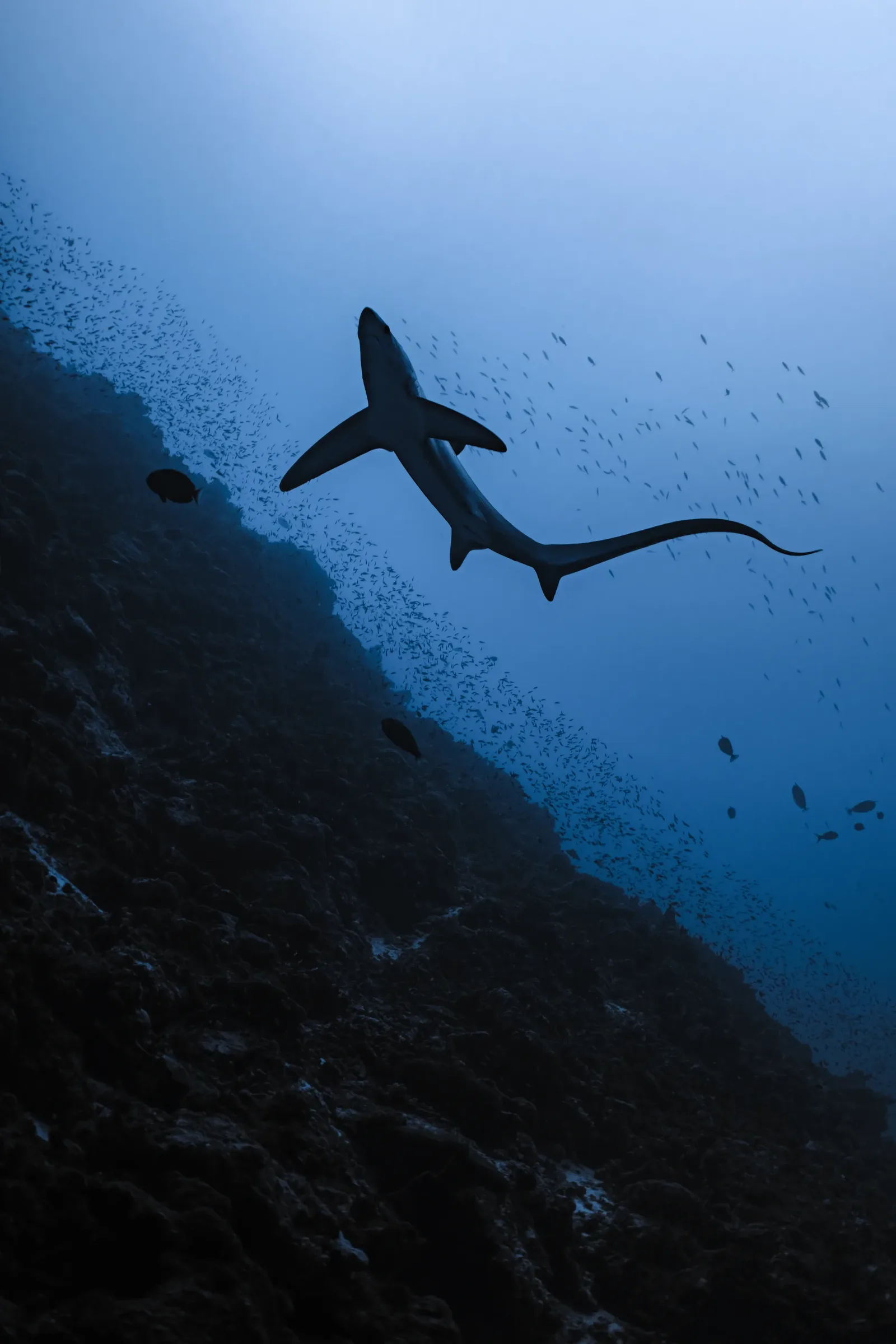 10 Nights 23 Dives - Main view