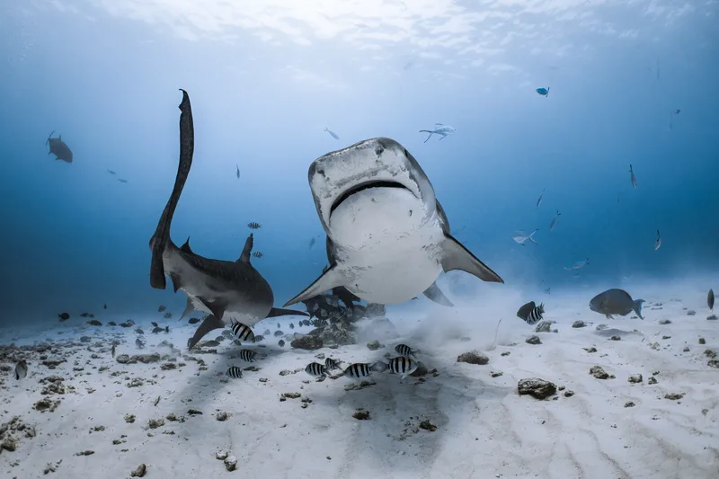 Your First Tiger Shark Dive: What Actually Happens, Minute by Minute