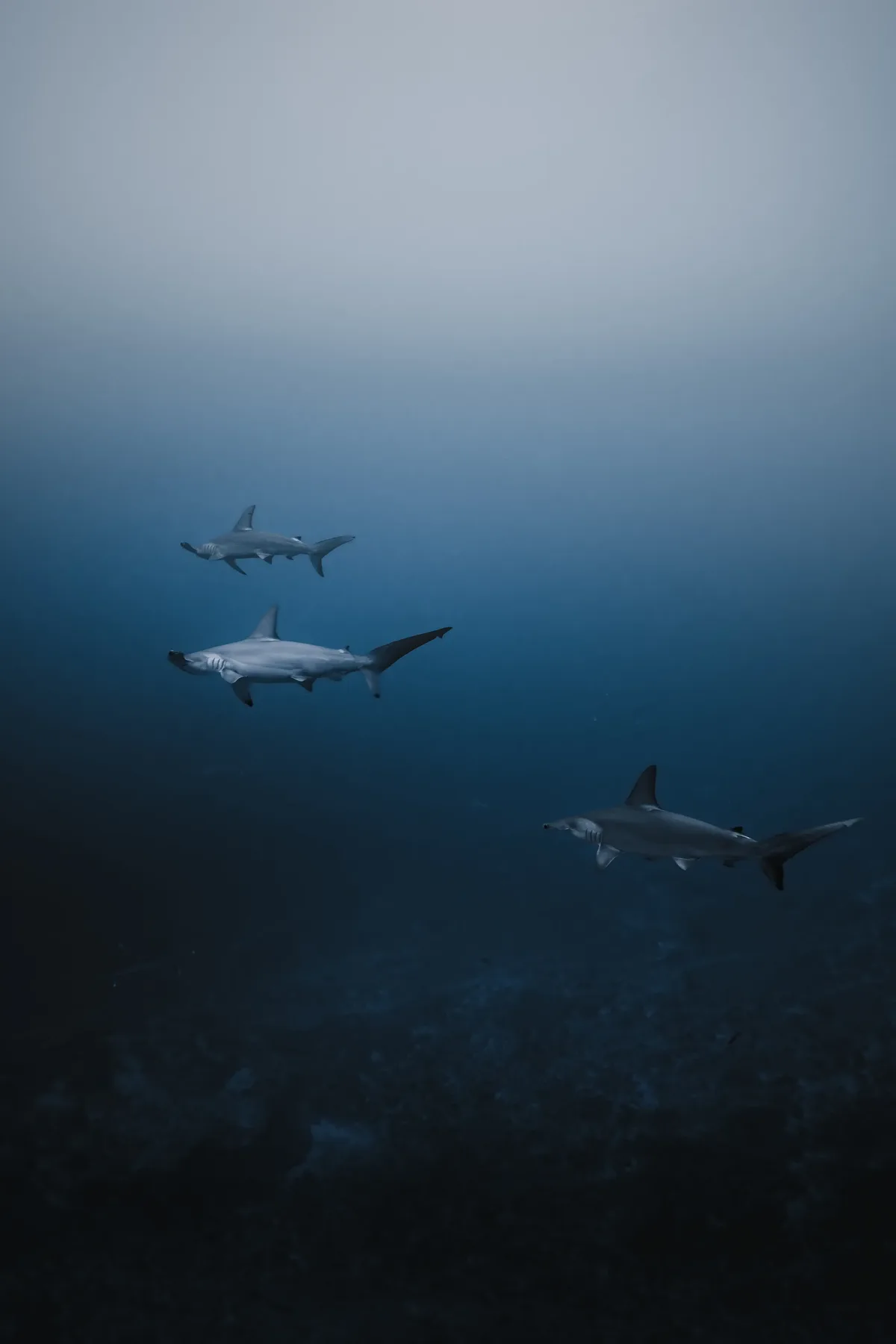 Scalloped hammerhead shark school at Farikede Fuvahmulah
