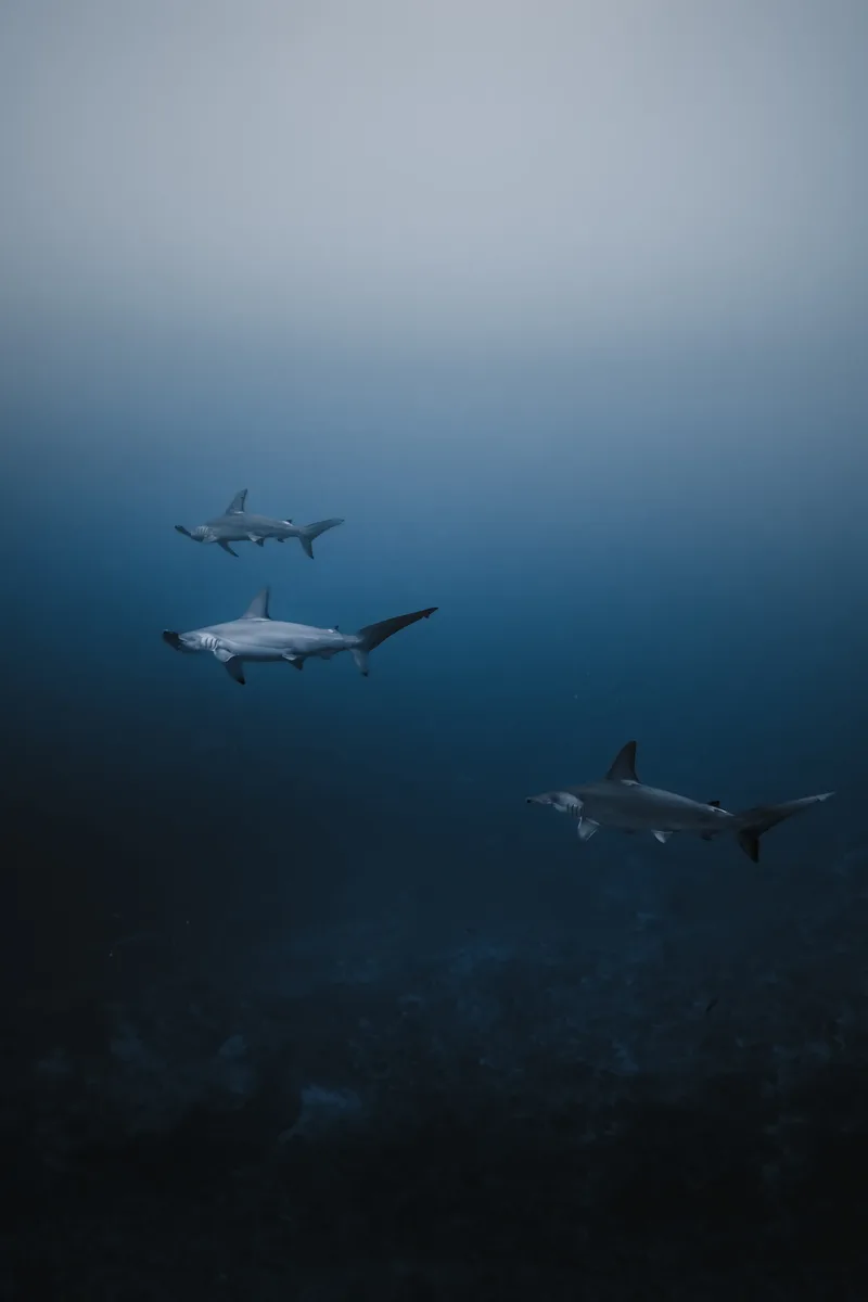 Hammerhead Season in Fuvahmulah: October to April, at Dawn